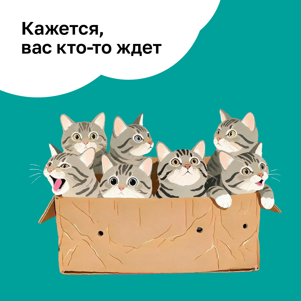 Котики