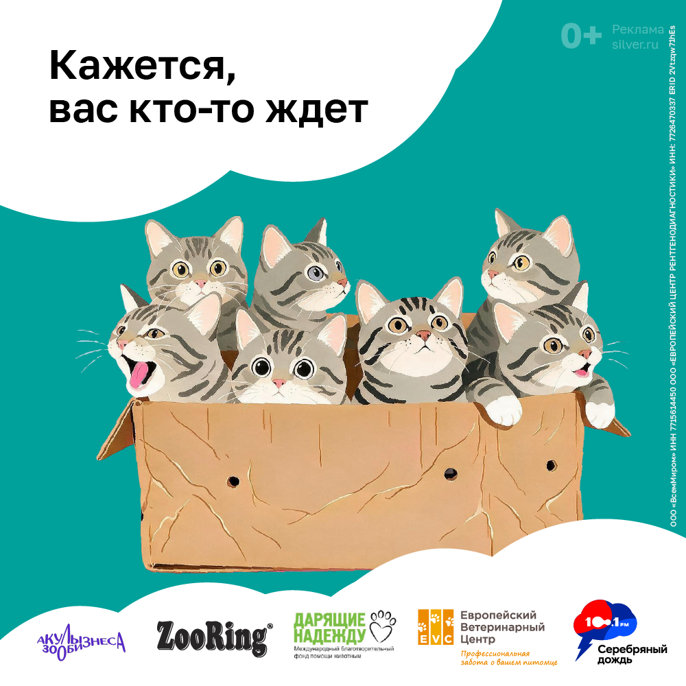 Котики