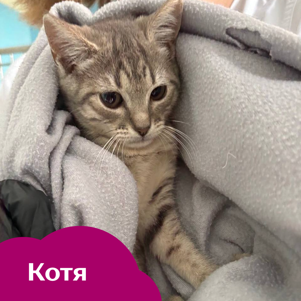Котя.png