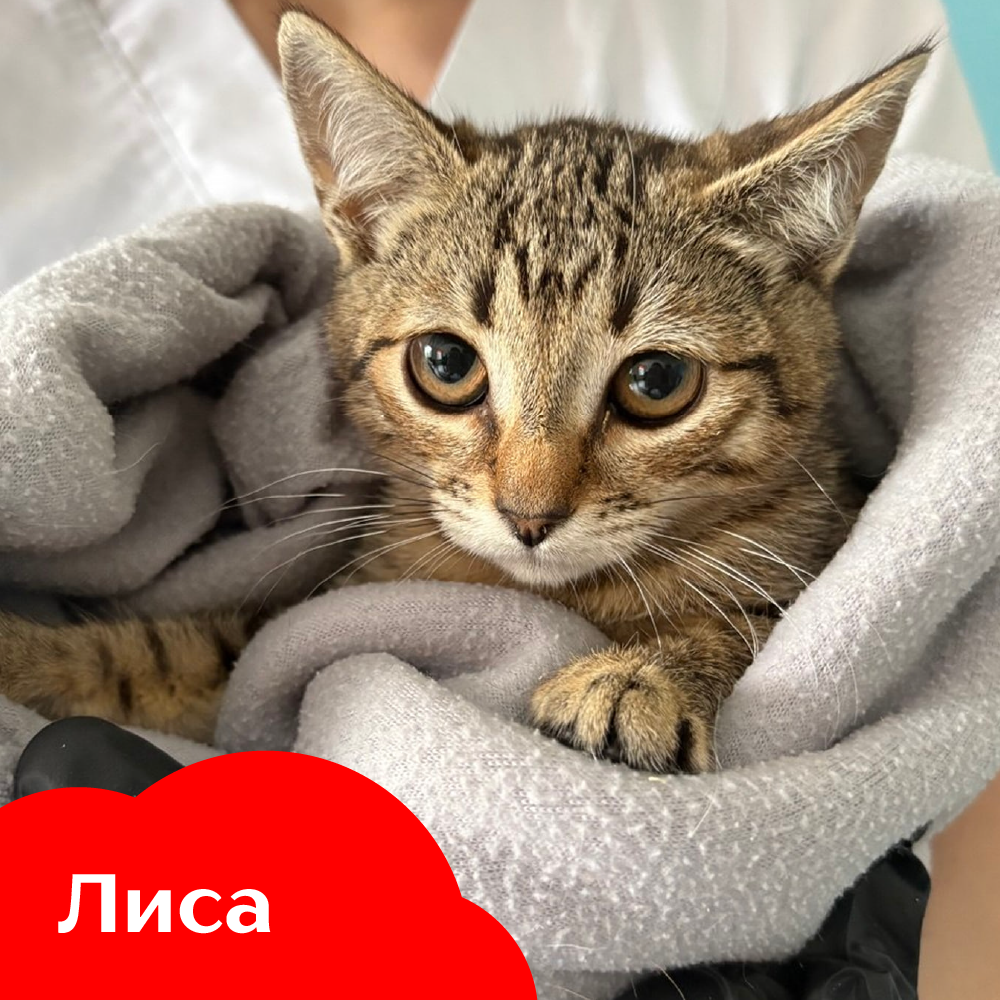 Лиса.png