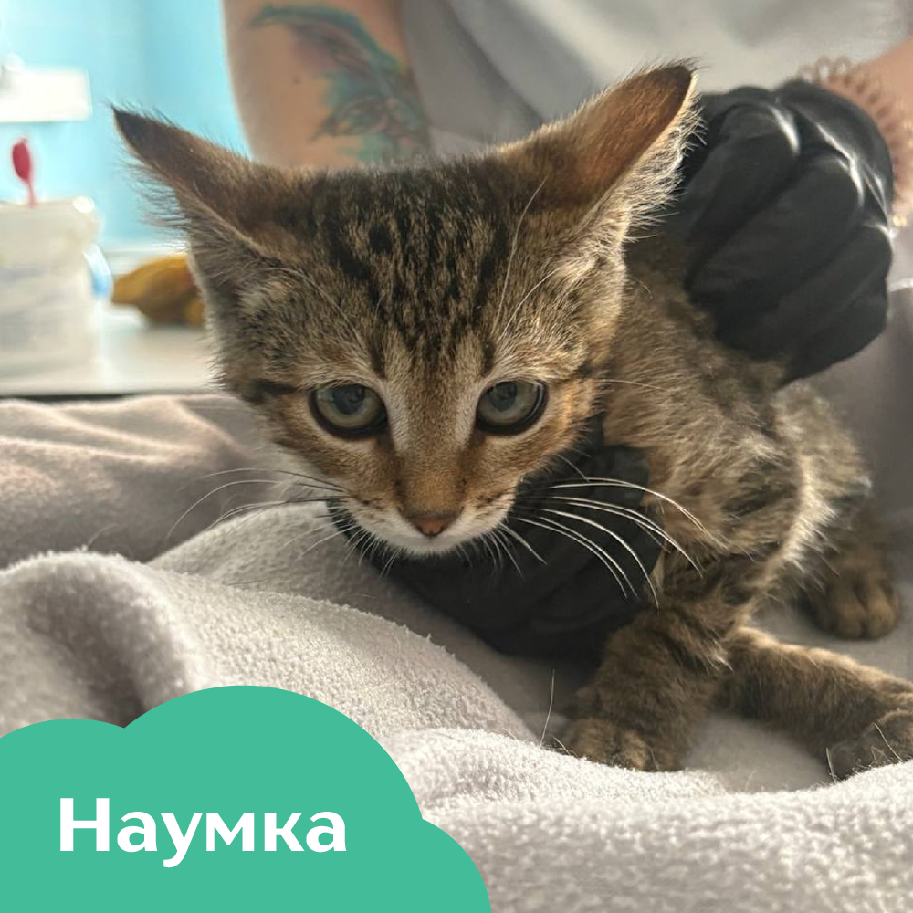 Наумка.png