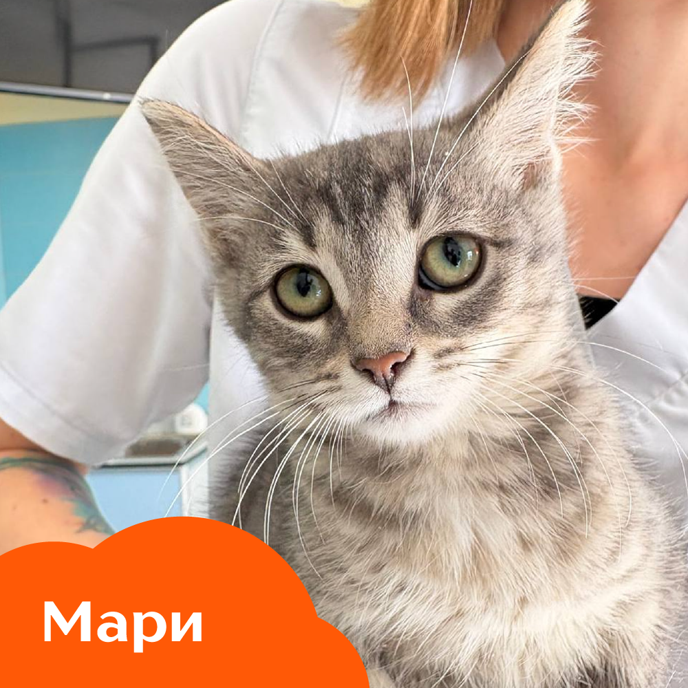 Мари.png