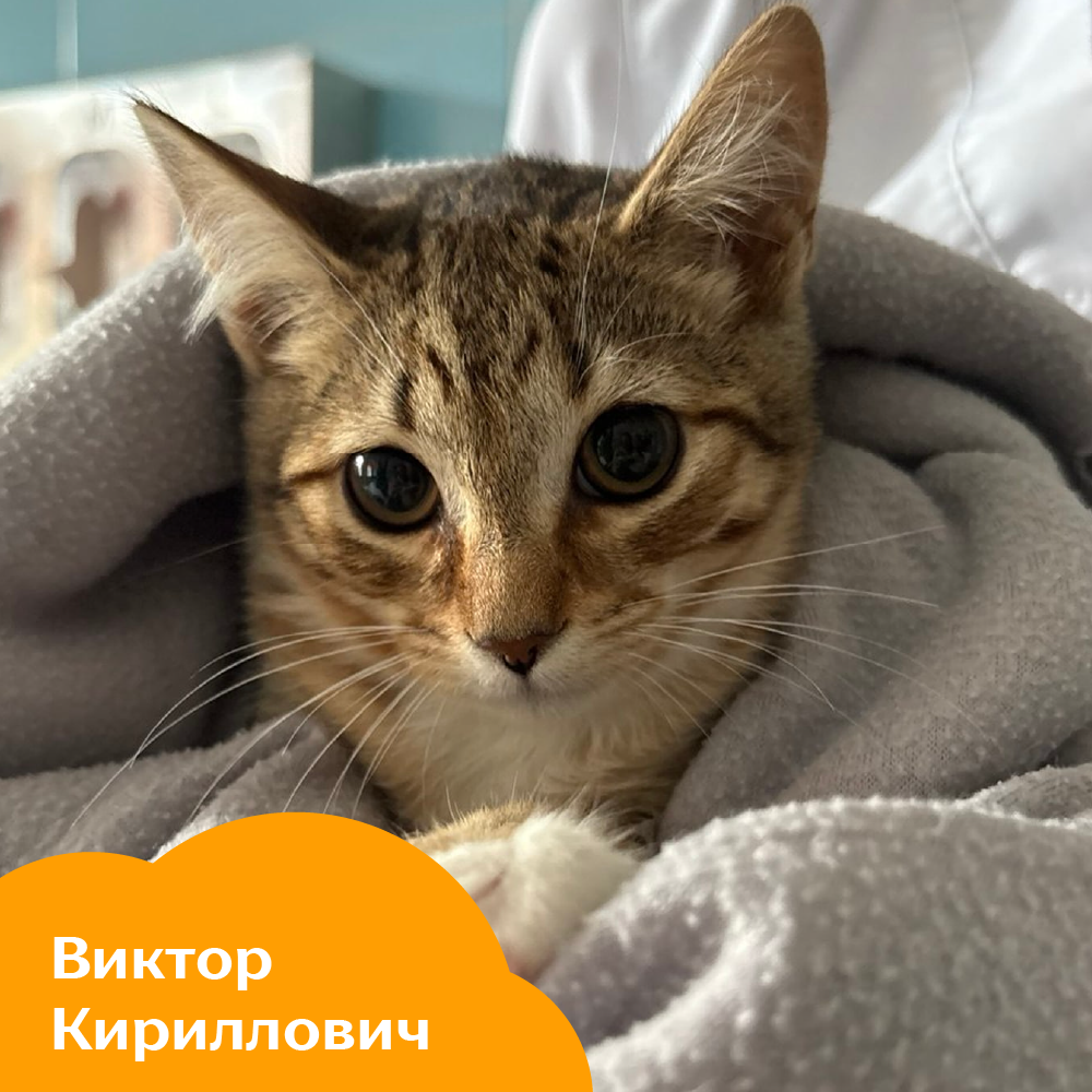 Виктор Кириллович.png