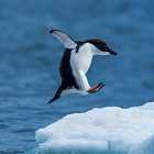 Почему пингвины не летают